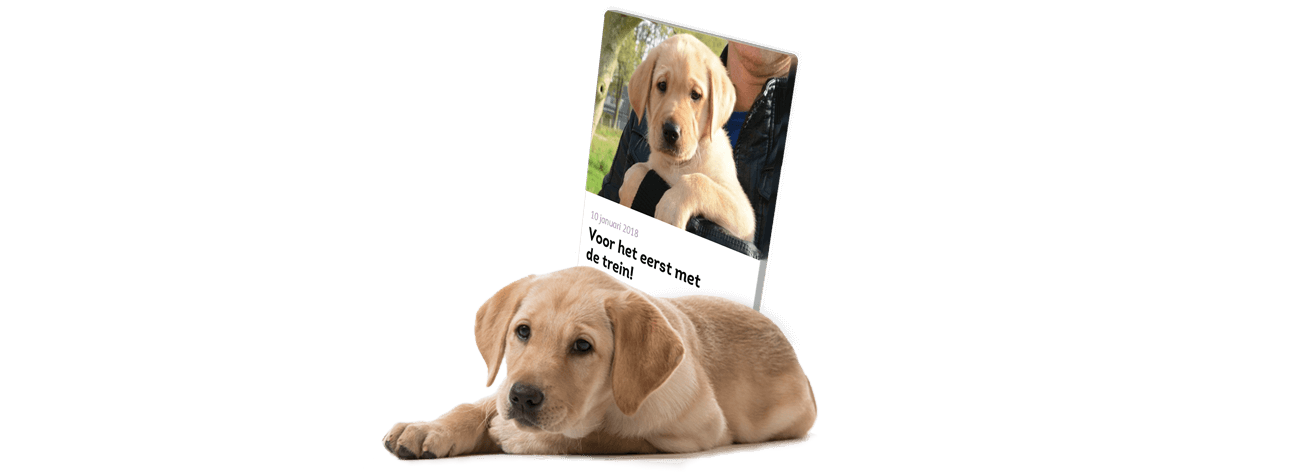 KNGF puppy labrador