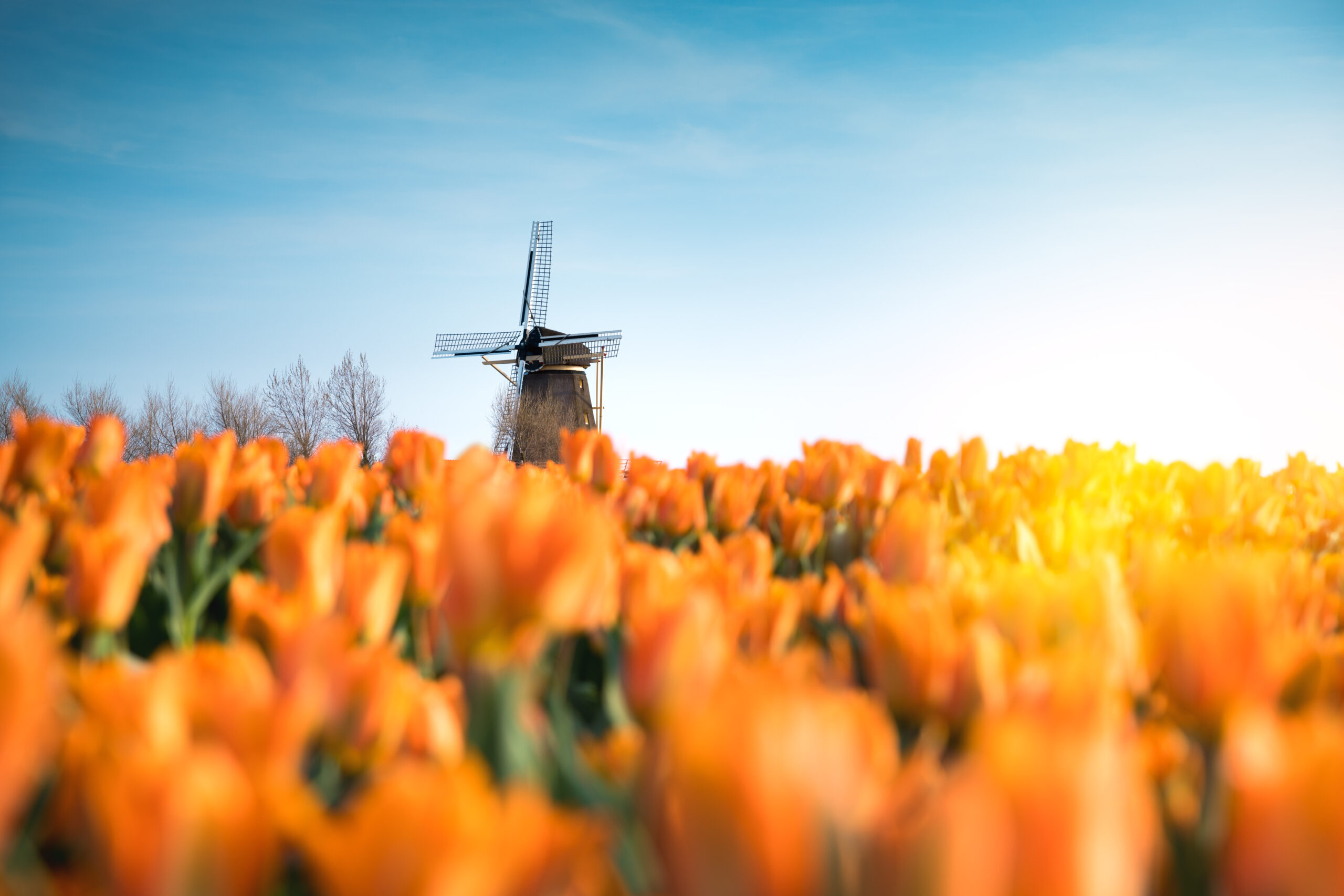 campagne beeld Sectie5